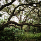 large sprawling oak trees backdrop